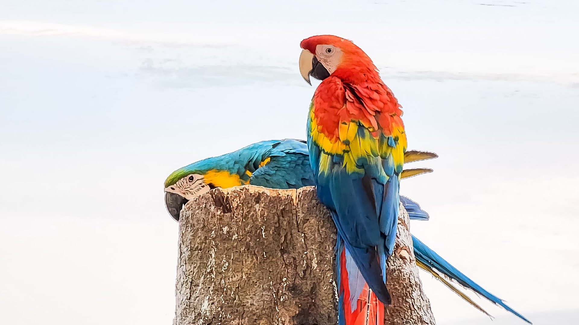 Pousada Sucunduri — Amazônia